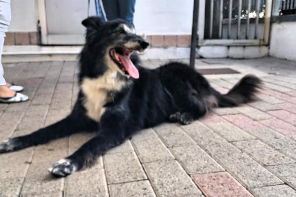 RINGO BELLISSIMO COLLIE Foto 5